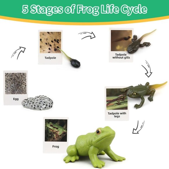 Frog Life Cycle Educational Toy Set with Cards Montessori Realistic Toy Science - Picture 3 of 9